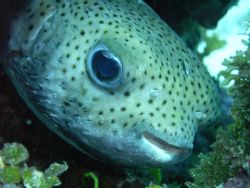 what a cutie this Porcupinefish is:) by Lora Tucker 